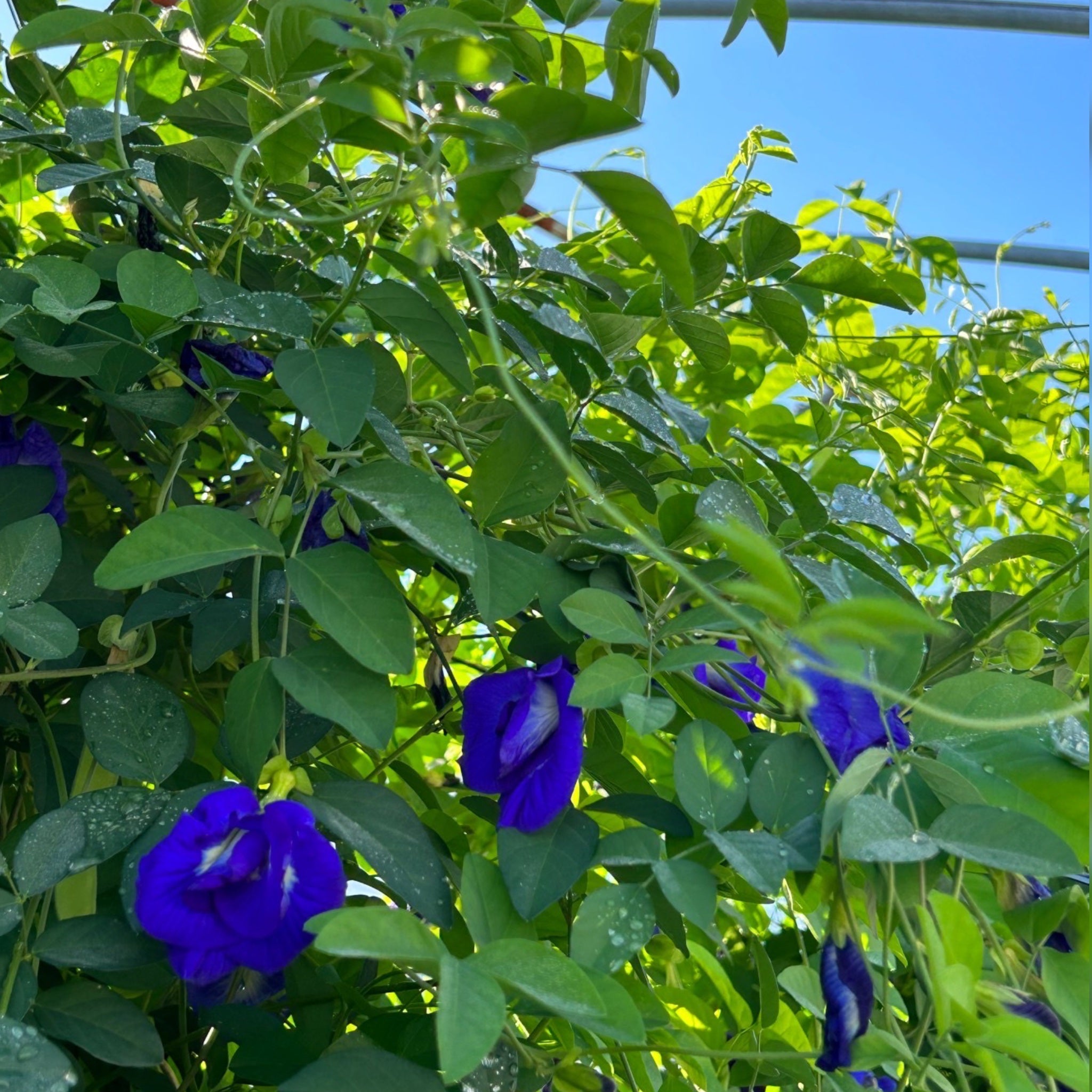 青いハーブと菊のお茶