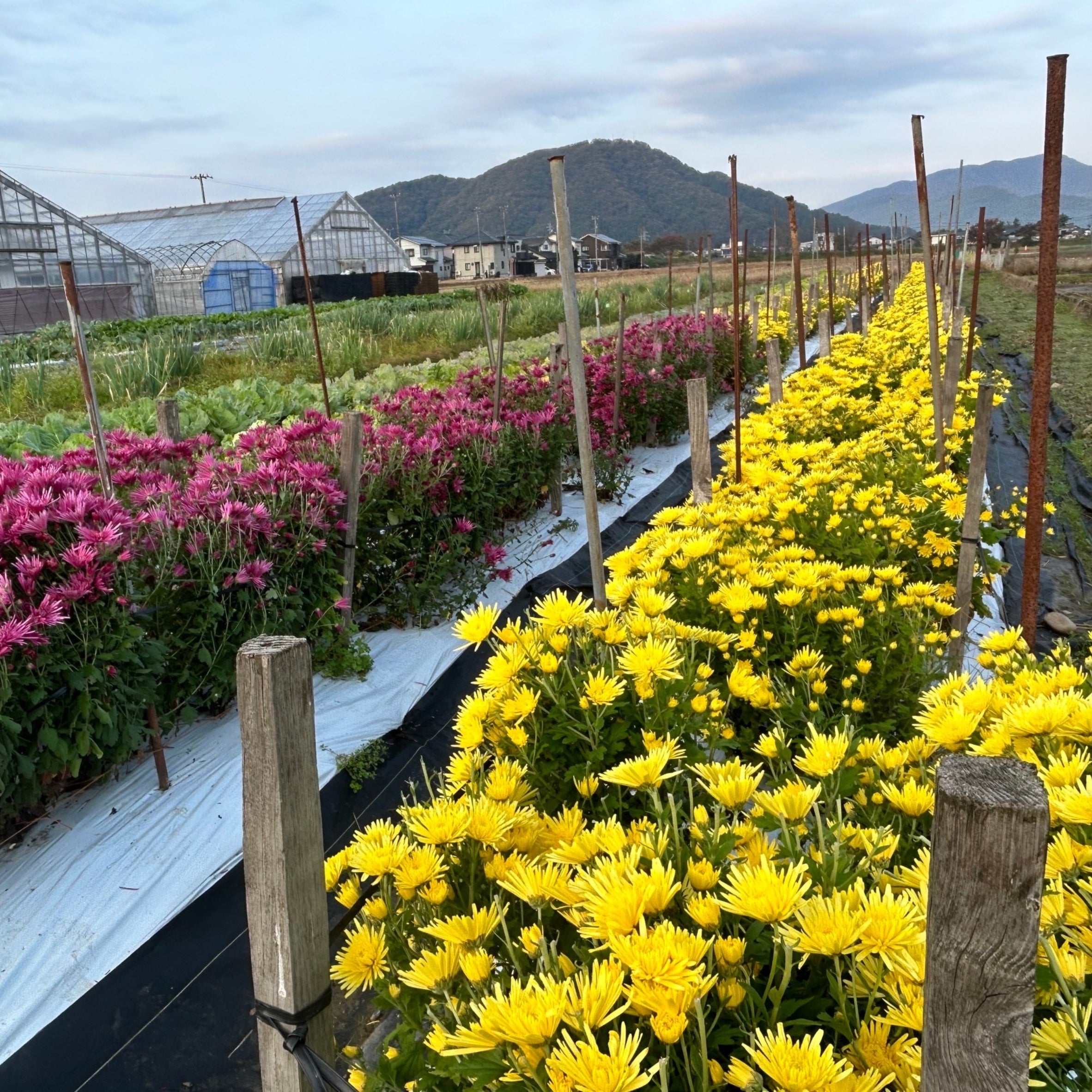 青いハーブと菊のお茶